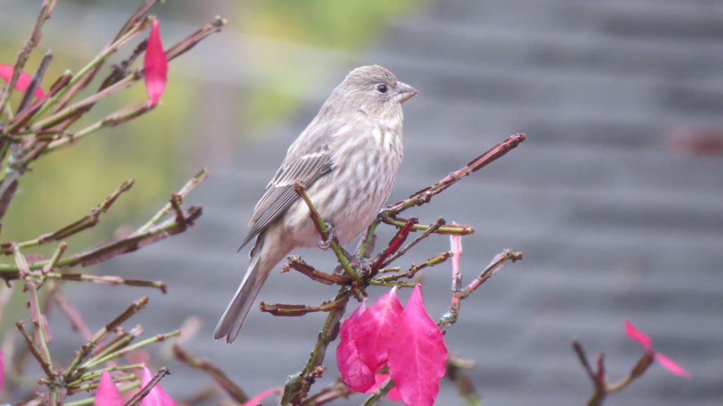 Common Sparrow - Fallbrook,  CA
