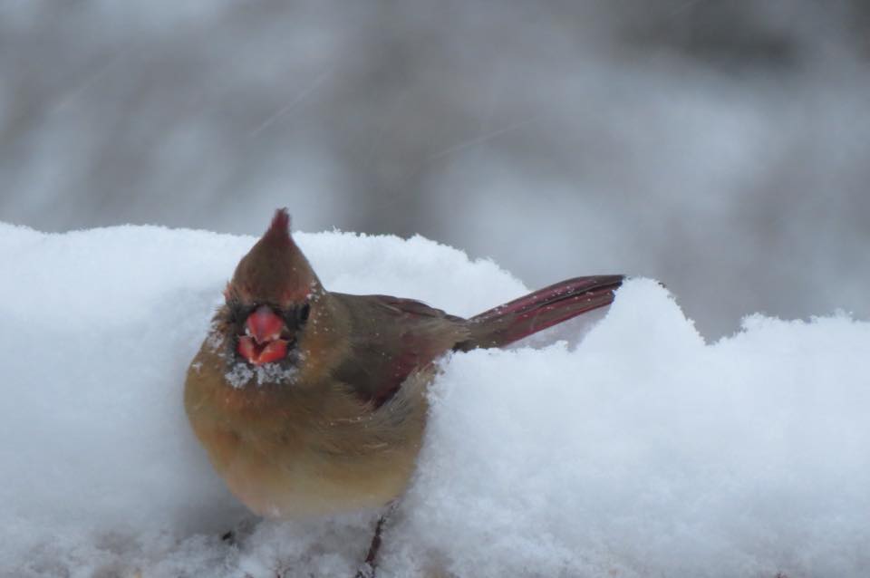 Female Cardinal - Saugatuck, Michigan