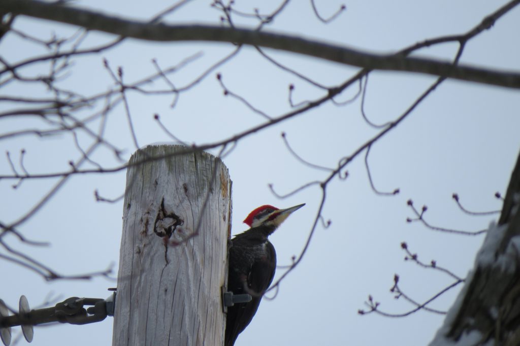 Pileated Woodpecker - Saugatuck, Michigan