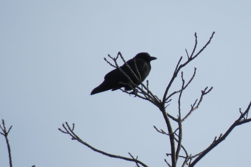 American Crow - Saugatuck, Michigan