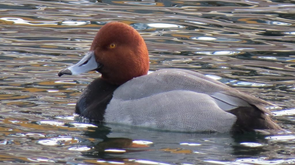 Red Head Duck, Harbor Springs, MI