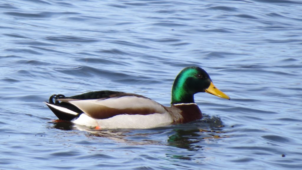 Mallard Duck (Male)- Saugatuck, MI