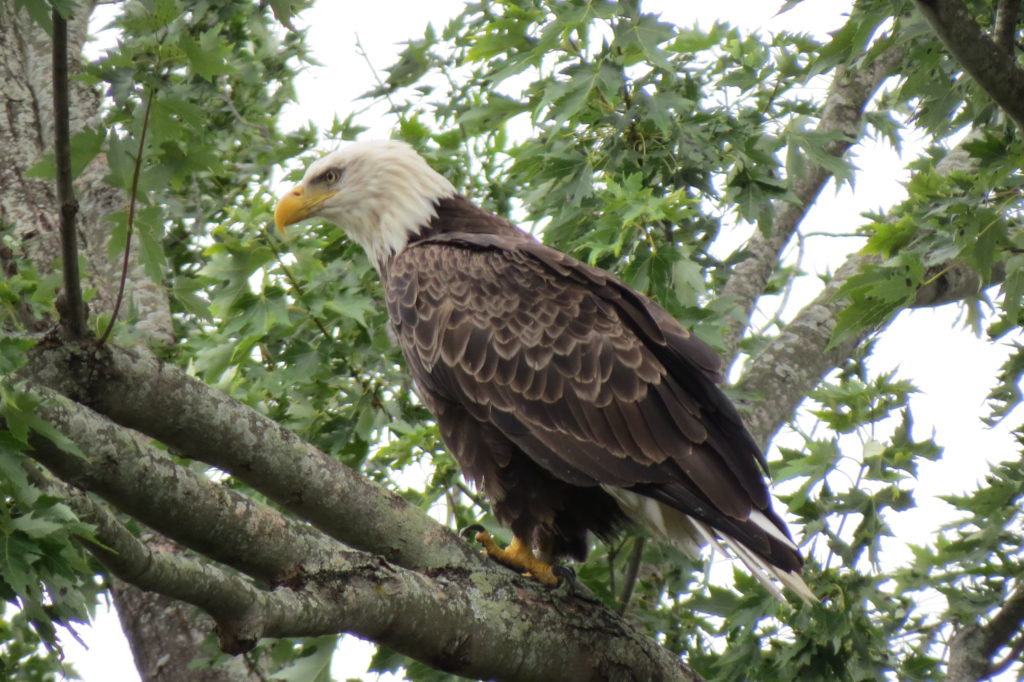 American Bald Eagle - Saugatuck, Michigan
