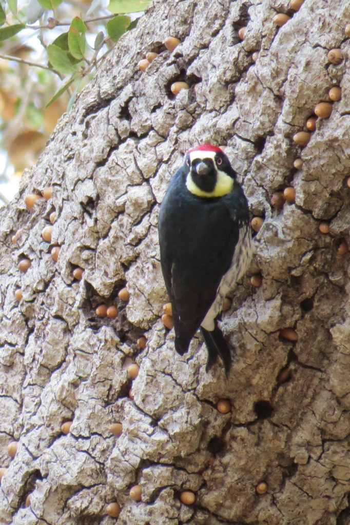 Acorn Woodpecker - Fallbrook, CA