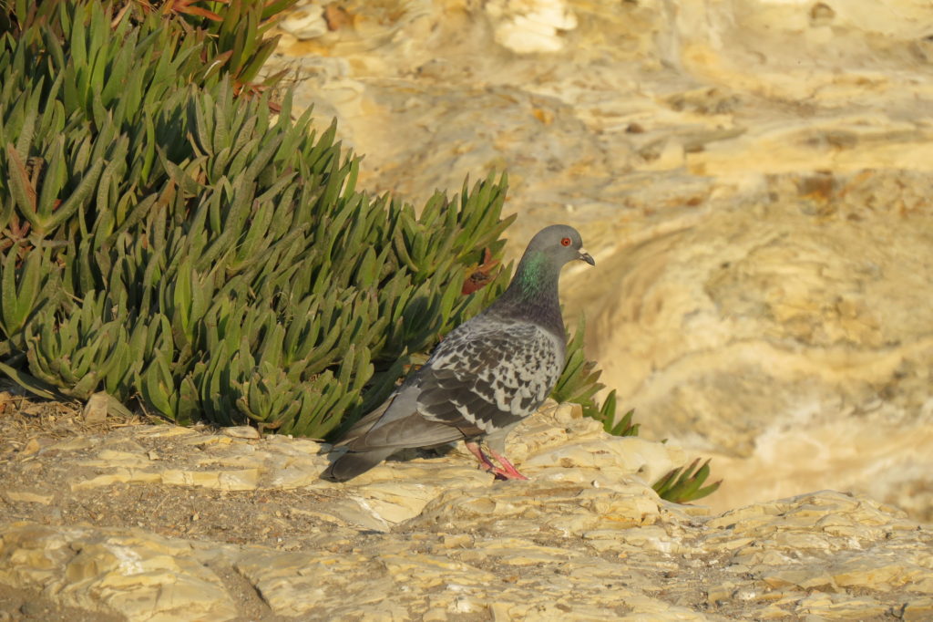 Checkered Rock Pigeon - Santa Cruz, CA