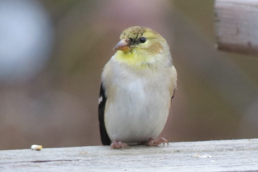 Winter Goldfinch - Saugatuck MI