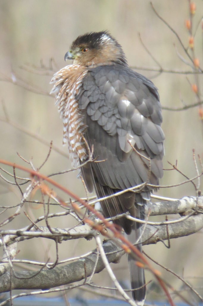 Female Cooper's Hawk - Saugatuck, MI